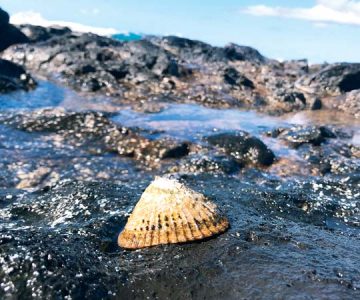‘Opihi treasured as a cultural delicacy